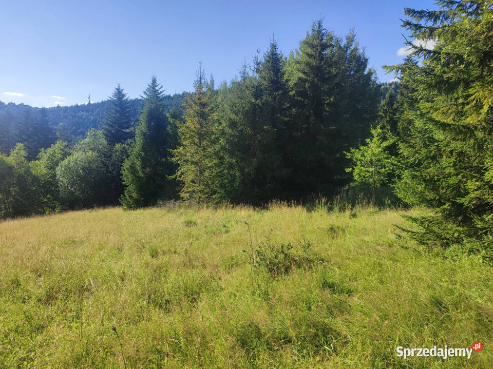 6245 m w Złatnej przestrzeń las góry i potencjał 47zł/m2 Złatna