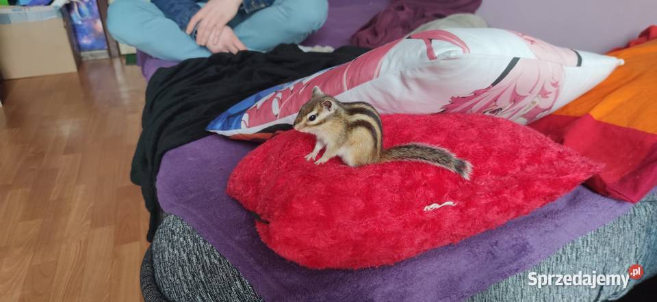 Wiewiórka Burunduk Syberyjski Samiec Szczecin