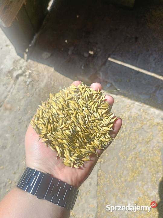 Owies Bingo centrali Bieliny