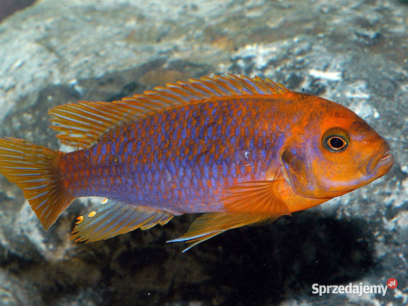 Lodotropheus Sprengerae rdzawy pyszczak Olsztyn
