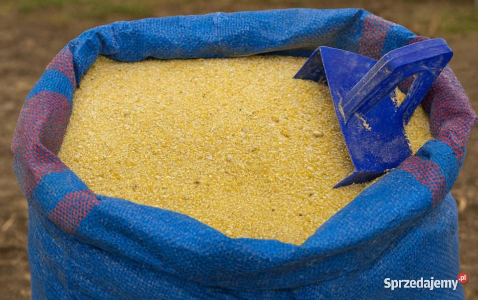 Groch żółty PASZOWY kruszony 25 kruszonka kur Koronowo