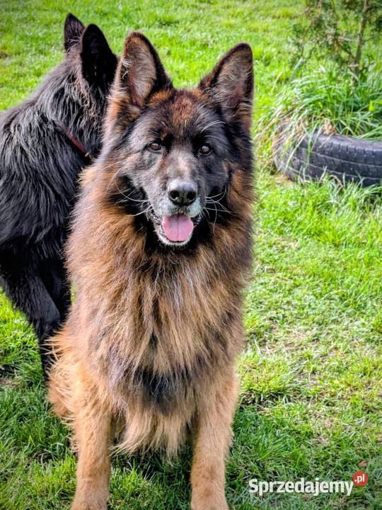 Owczarek niemiecki długowłosy Psy Wołów
