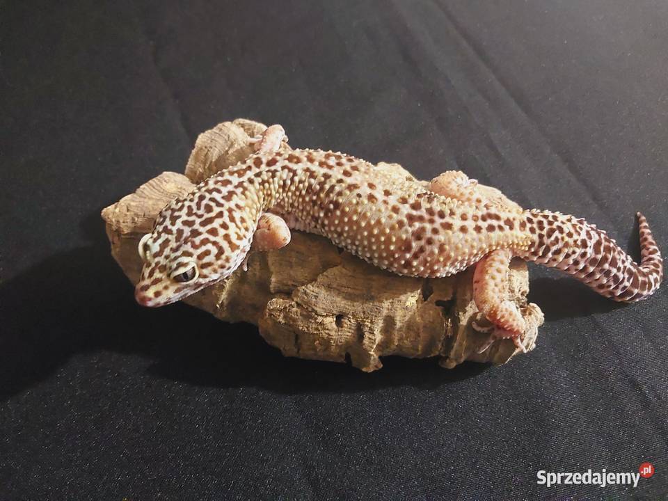 Gekony lamparcie gekon samica Reda