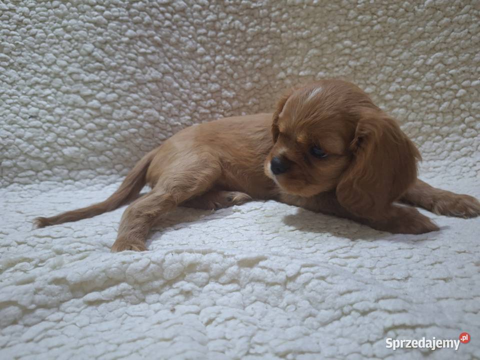 Cavalieki małe szukają domu pełnego miłości Płock sprzedam