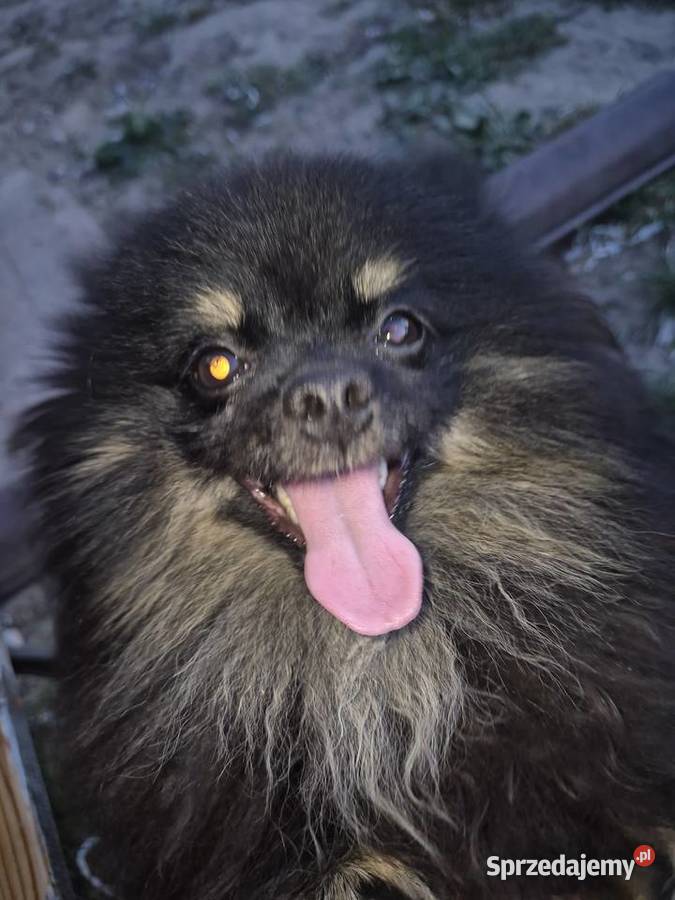 Suczka pomeranian 2 lata Radom