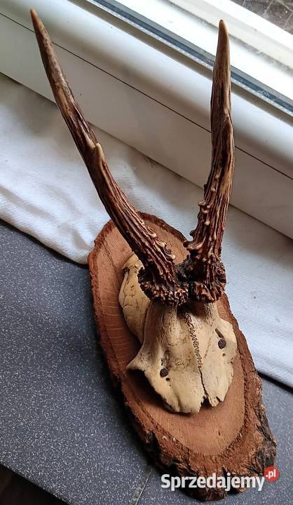 Poroże Parostki sarny na desce