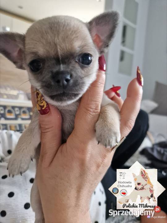 Maleńka suczka krótkowłosa chihuaha Szczecin