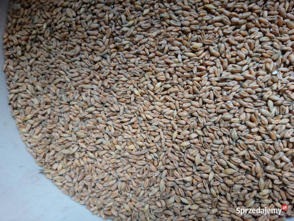 Pszenica ekologiczna jara MonsunSprzedaż jedynie Bukowa