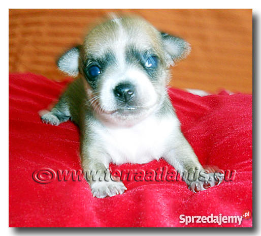 Chihuahua rodowodowe SOBOLOWE importach USA Czec Łódź sprzedam