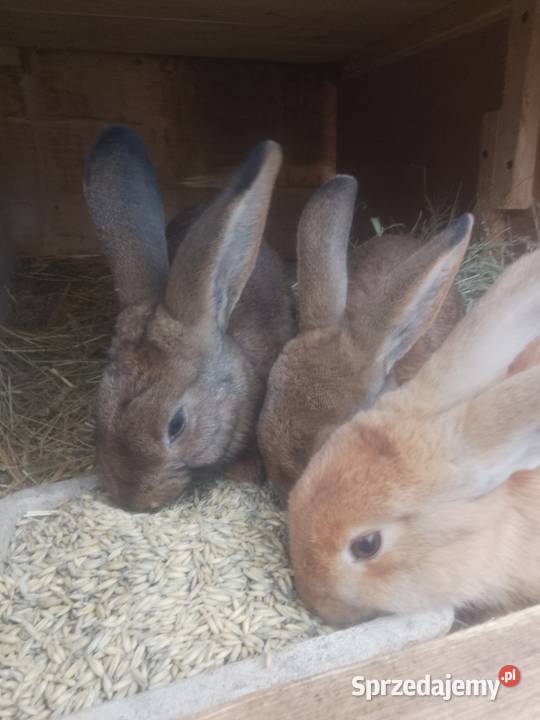 Króliki mieszańce Bytom