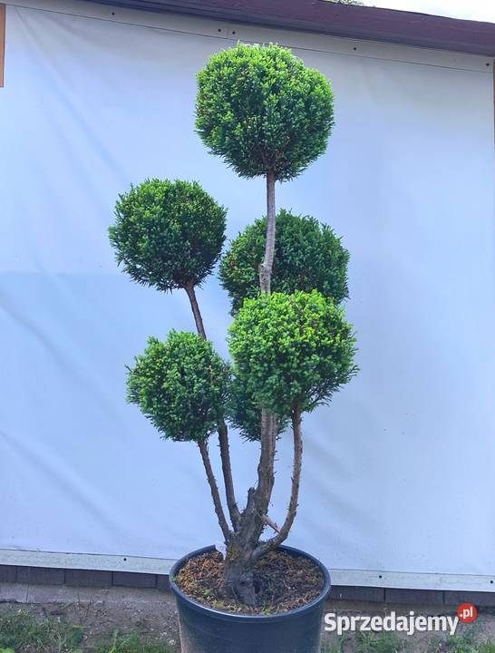 Bonsai Niwaki cyprysik lawsona Elwoodii Medynia Łańcucka sprzedam