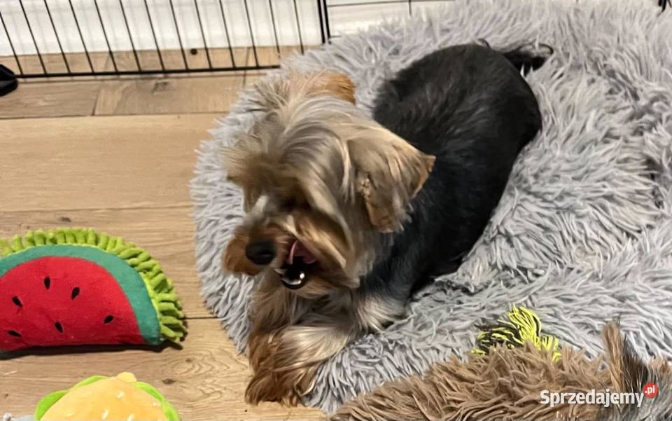 yorkshire terrier pies York świętokrzyskie Skalbmierz
