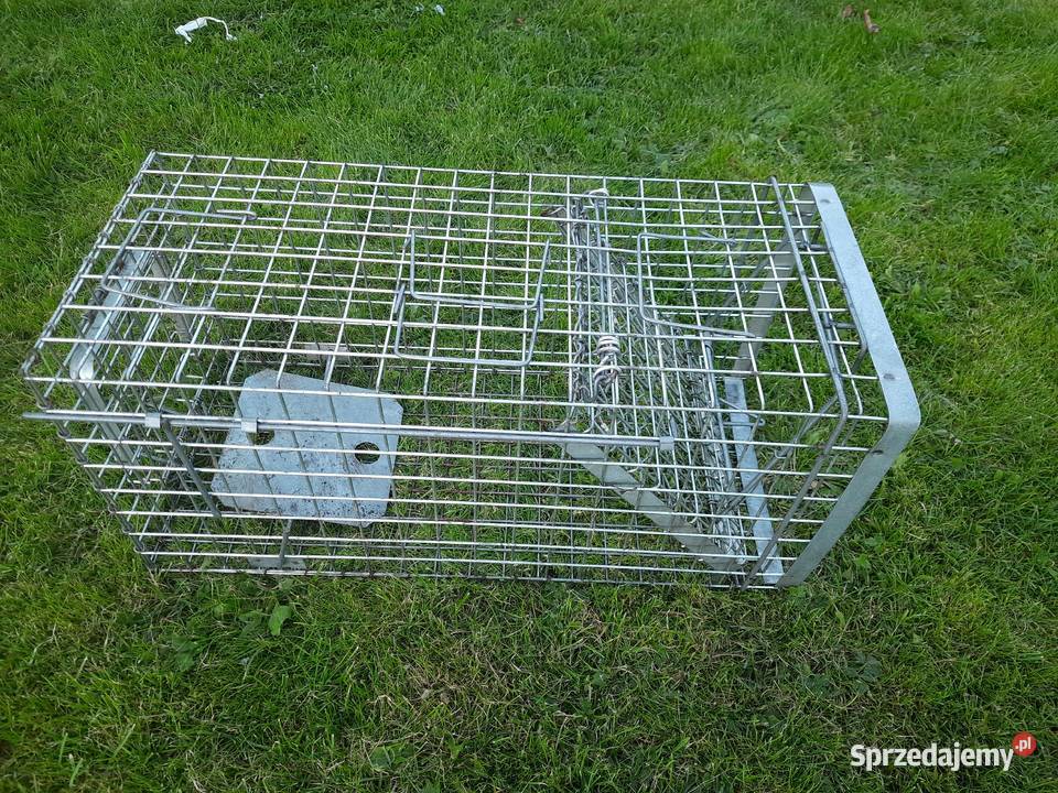 Żywołapka pułapka klatka na kuny łasice dzikie Morąg
