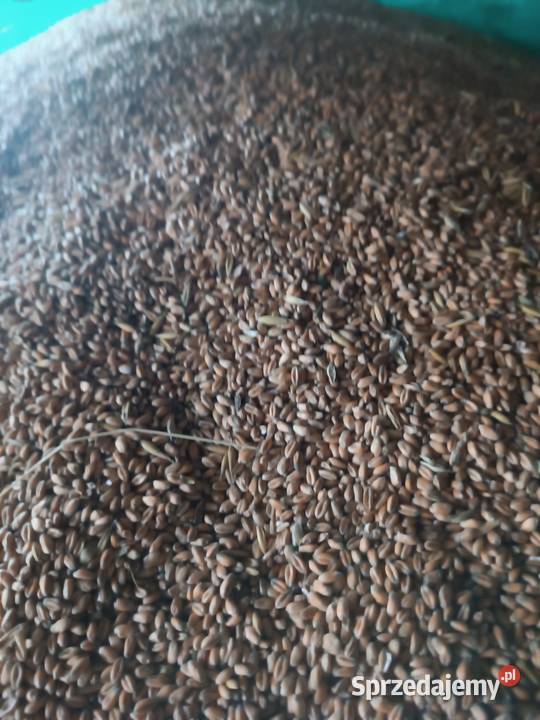 Pszenica ozima Kielce