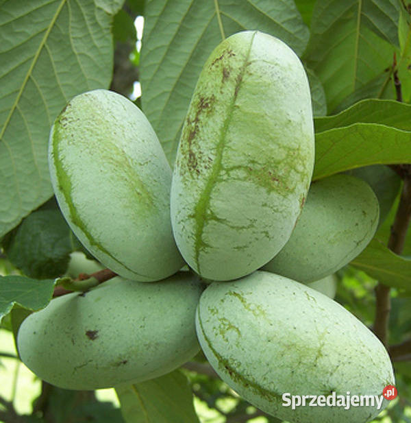 URODLIN TRÓJŁATKOWY Asimina triloba NASIONA 100 Liściaste Ogród Lubanie