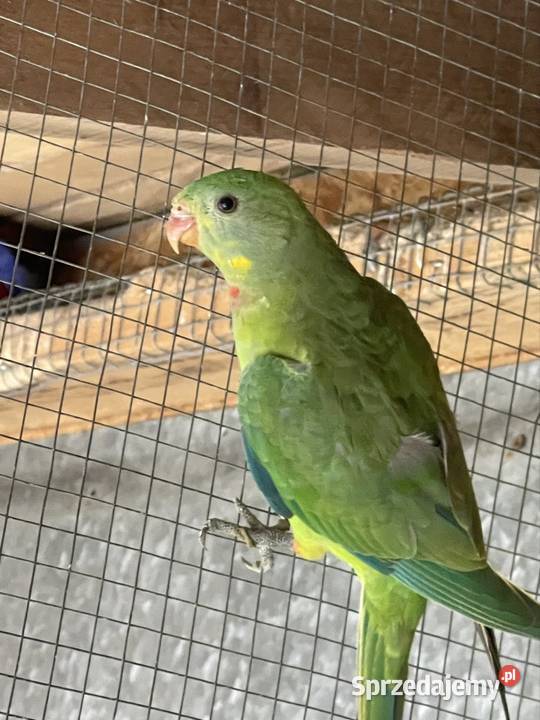 Sprzedam parę Baraband