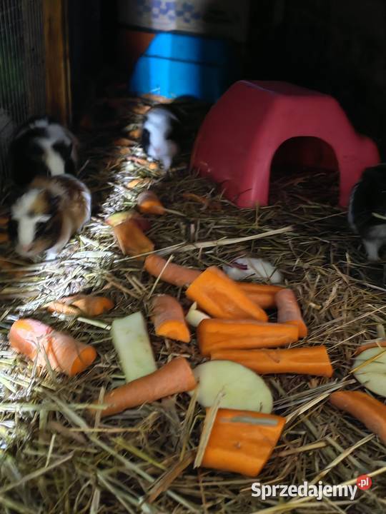 Sprzedam Świnki morskie lubelskie