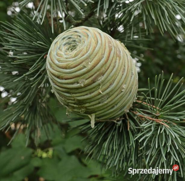 CEDR ATLASKI GLAUCA CEDRUS sadzonki w doniczkach Iglaste Ustronie sprzedam