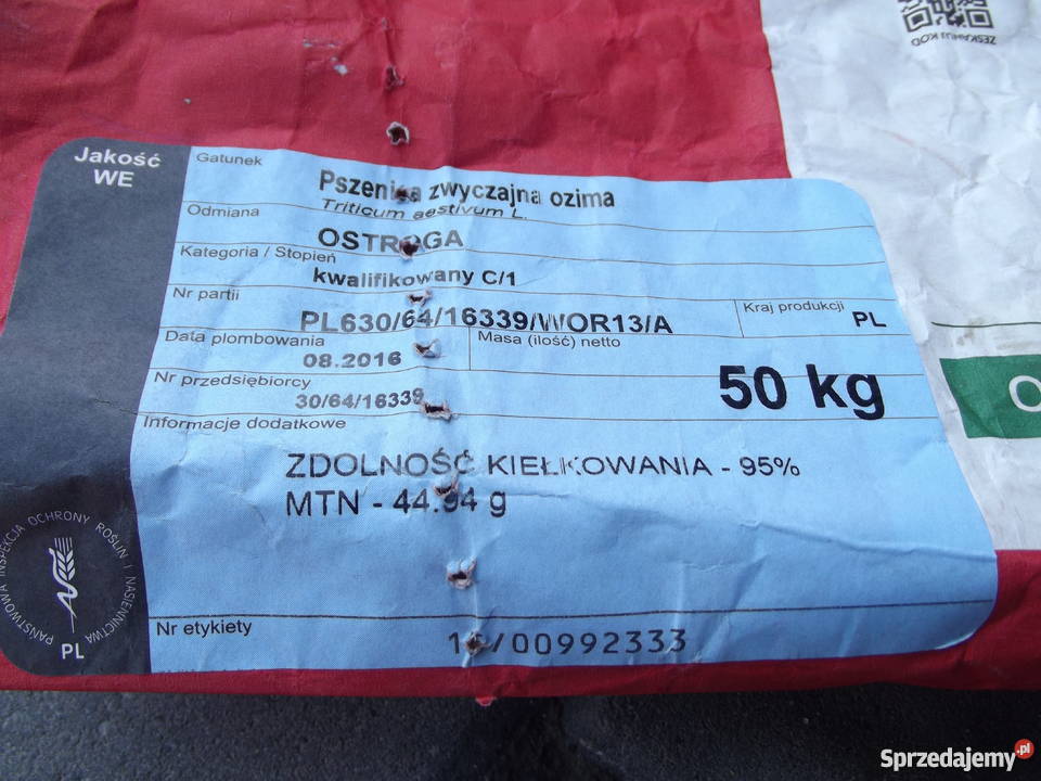 Pszenica Ostroga centrali Masłów Drugi sprzedam