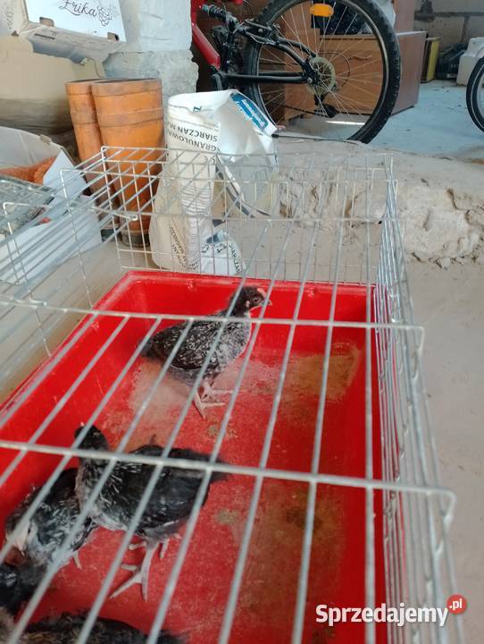Sprzedam kogutki 5tyg Szopinek
