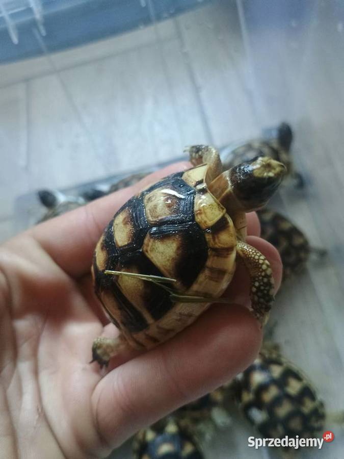 Żółw lądowy Kielce swietokrzyskie Gady i płazy