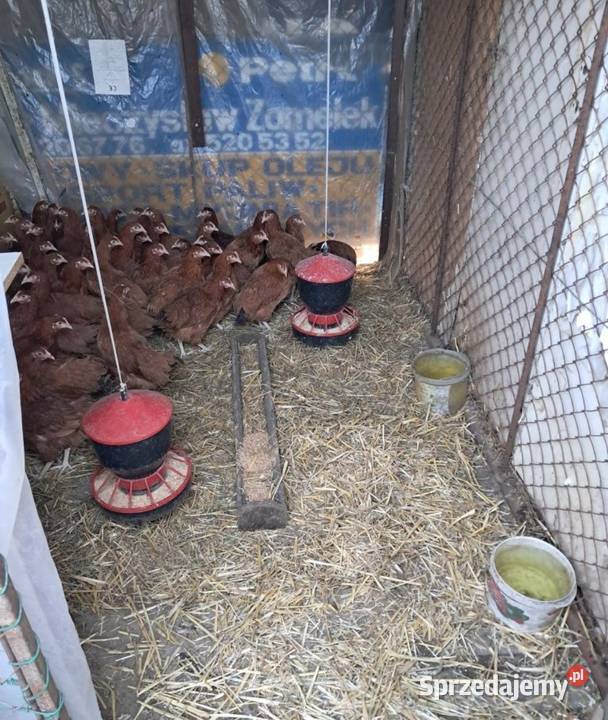 Kurki Rosy kury