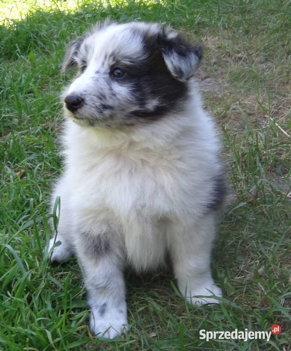 Owczarek szetlandzki sheltie Pozostałe Międzyborów