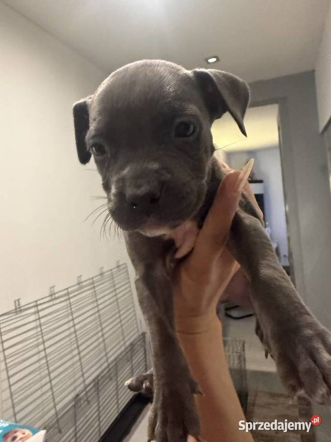 Piękne amstaffy blue Radom