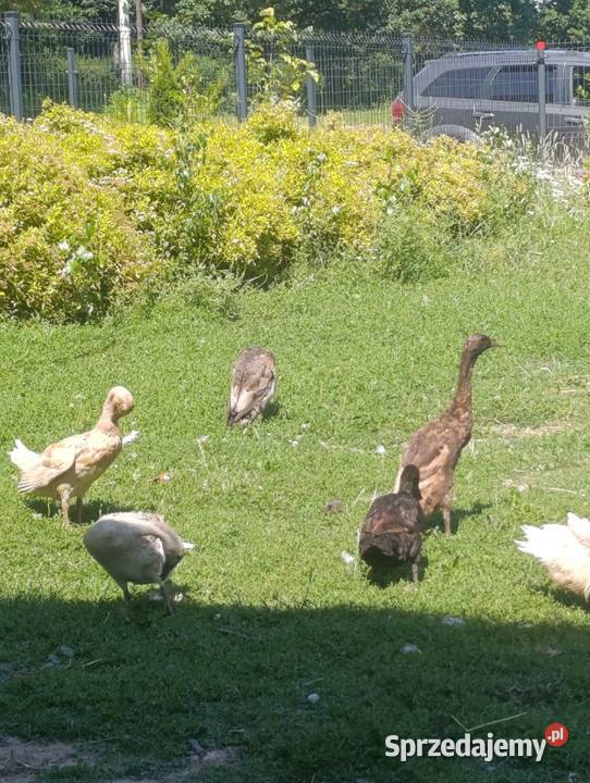 Kaczki calduck biegusy staropolskie francuskie śląskie