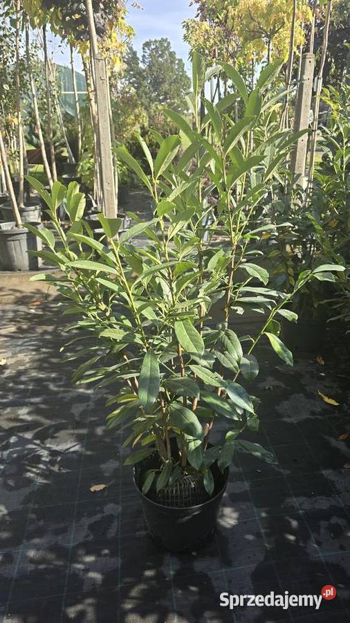 Thuja Smaragd 140 Szkółka roślin Producent Iglaste łódzkie Rydzyny