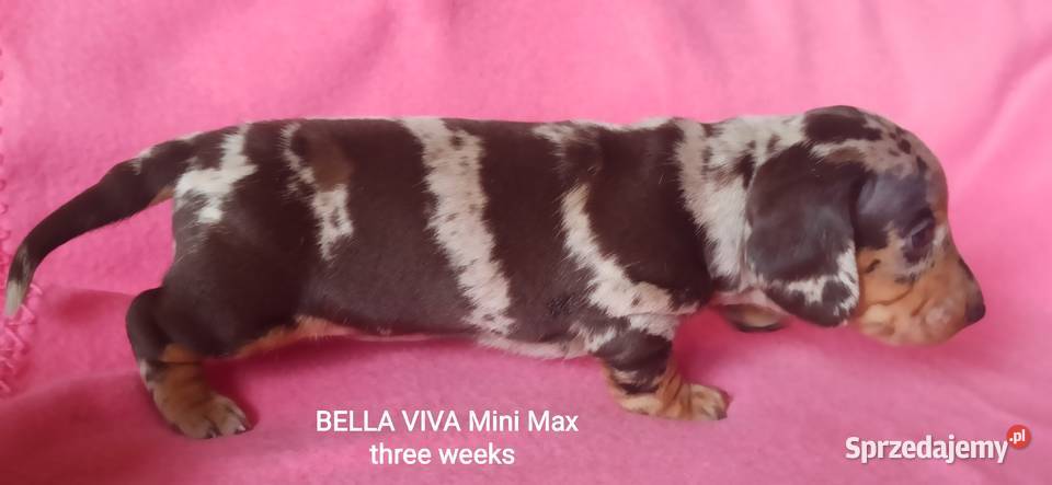 Jamniki krótkowłose króliczeminiaturowe FCI małopolskie