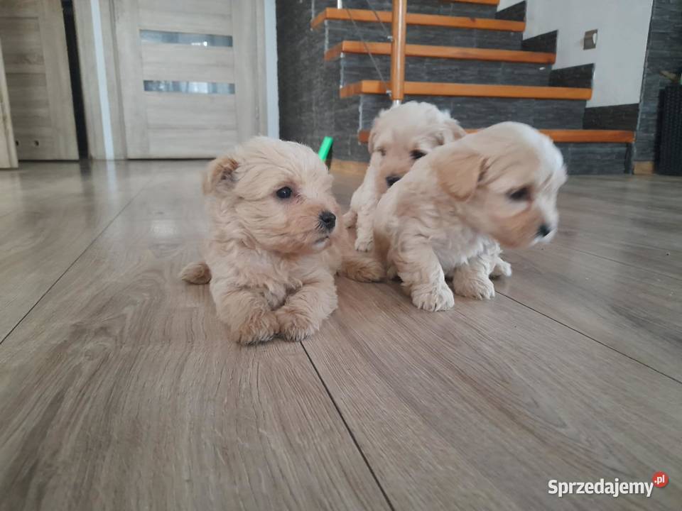 Westiipoo Pudel toy Proszowice