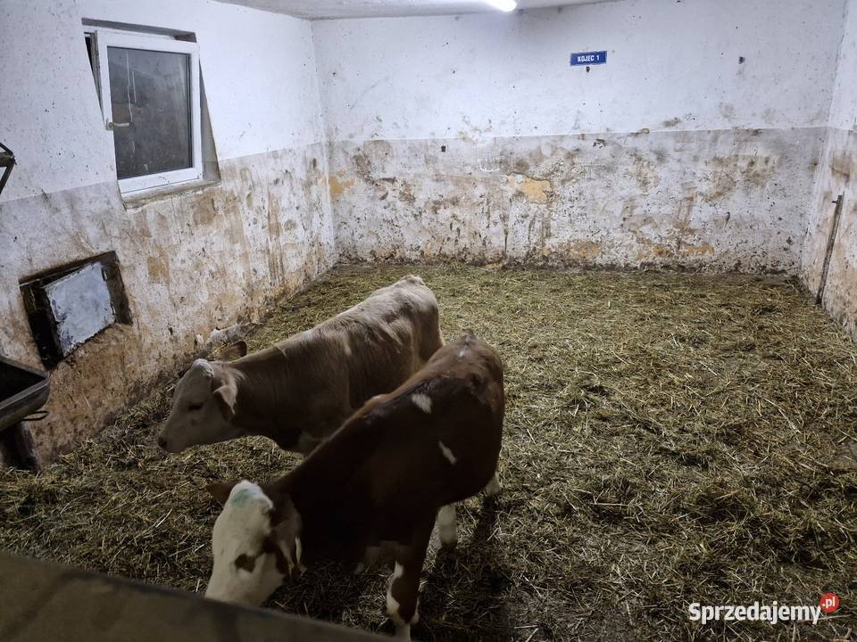 Sprzedam byczki mięsne sprzedam