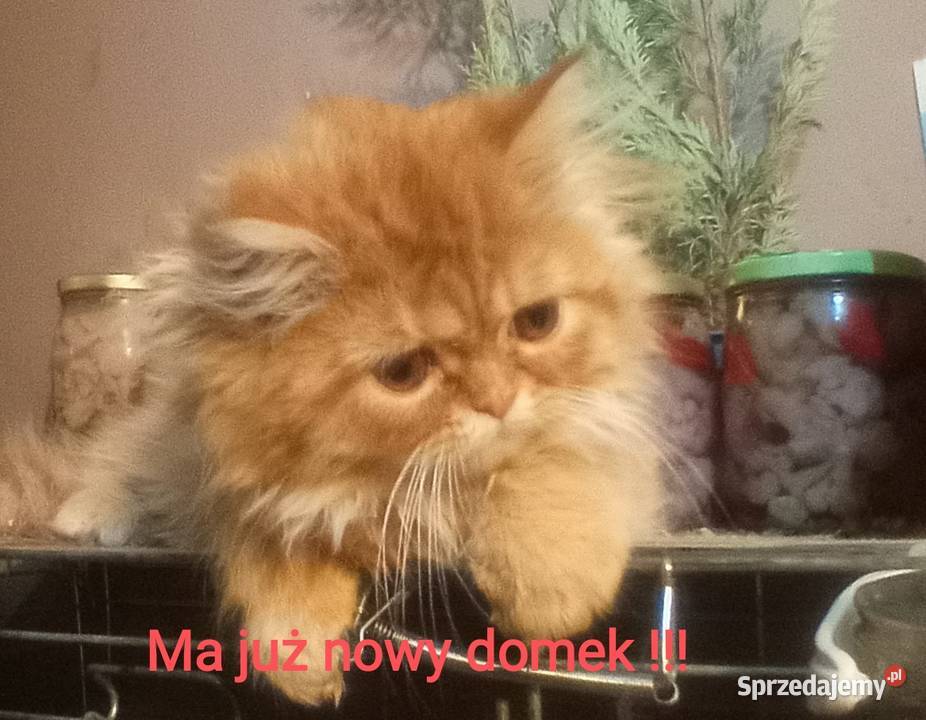 kocięta perskie 25 msc Chełm