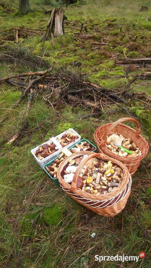 Grzyby suszone podgrzybek brunatny 1 Koszalin