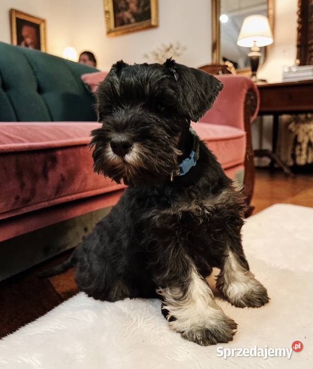 Sznaucer miniaturowy czarno srebrny FCI Wałbrzych