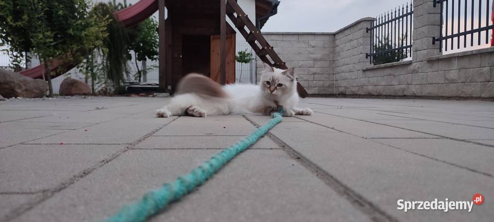Święty kot Birmański - kotka hodowlana