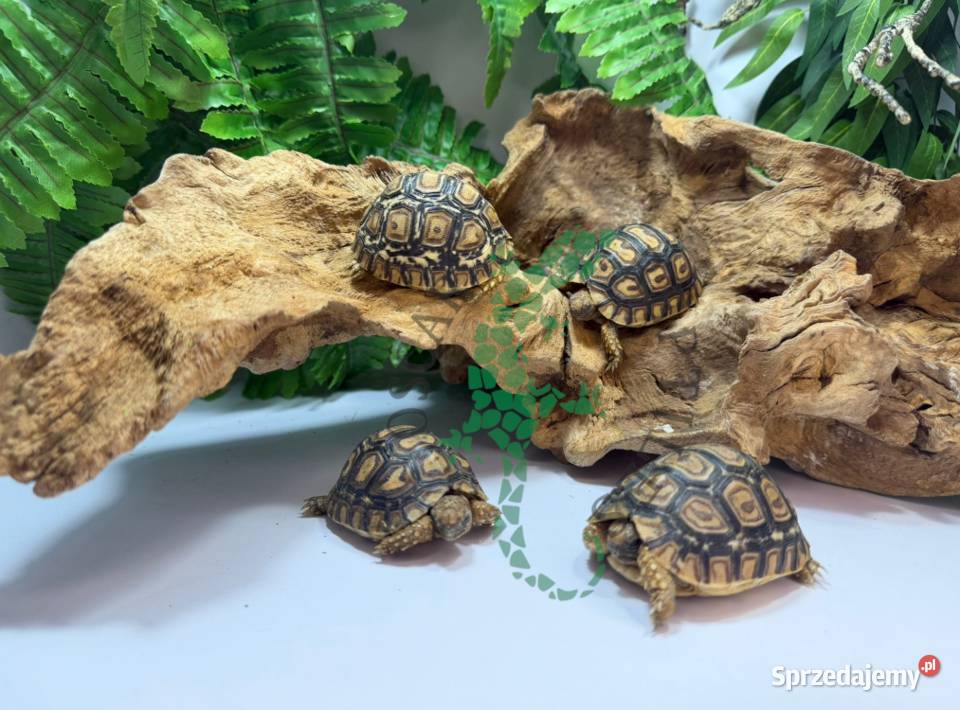 Żółw lamparci Żółwie lamparcie Białystok sprzedam