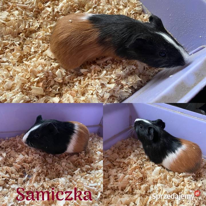 Sprzedam świnki morskie Dobra Nadzieja