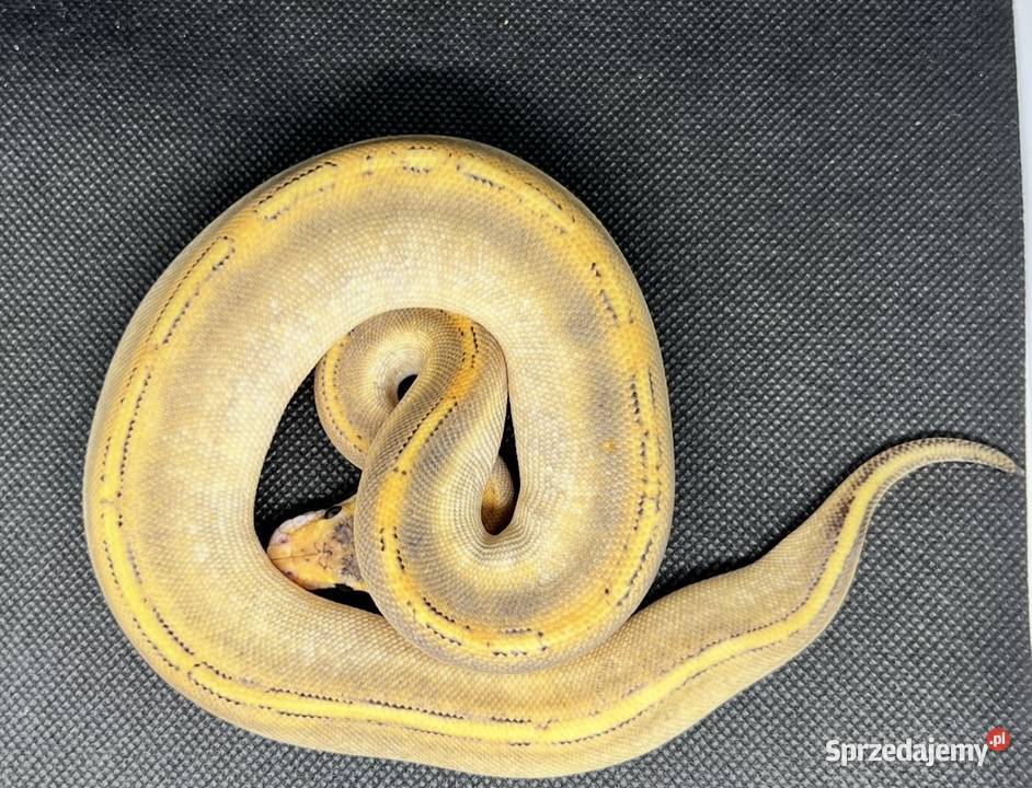 Pytony królewski samice młode i podrostki Pszczyna