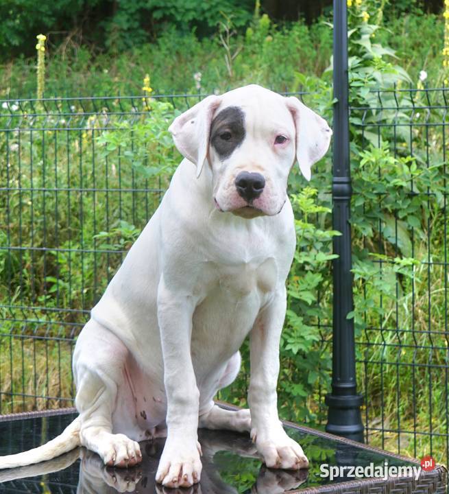 Sunia Dogo Argentino ZKwP FCI Gończyce