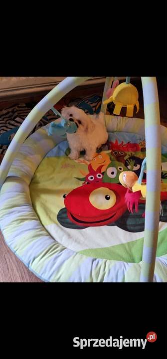 Ostatnia sunia Maltańczyk Maltańczyk Mogilno