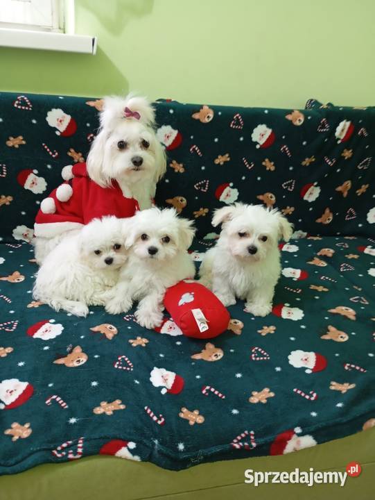 Maltańczyk Maltańczyk Będzin