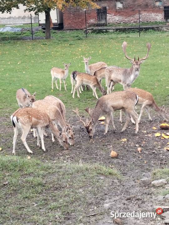 Sprzedam daniele Płużnica