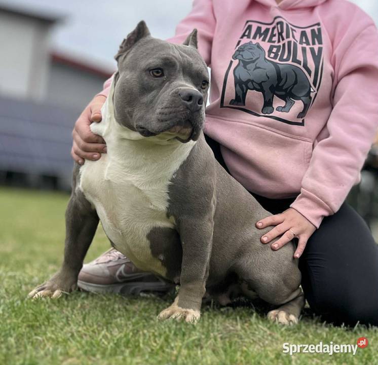 American Bully ABKC Pies Koło