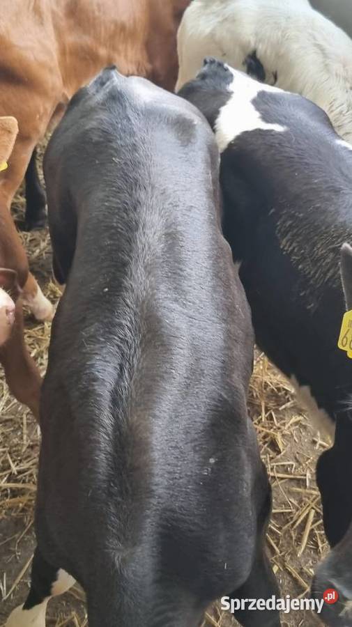 Cielaki byczki mięsne I mieszańce Ostrołęka