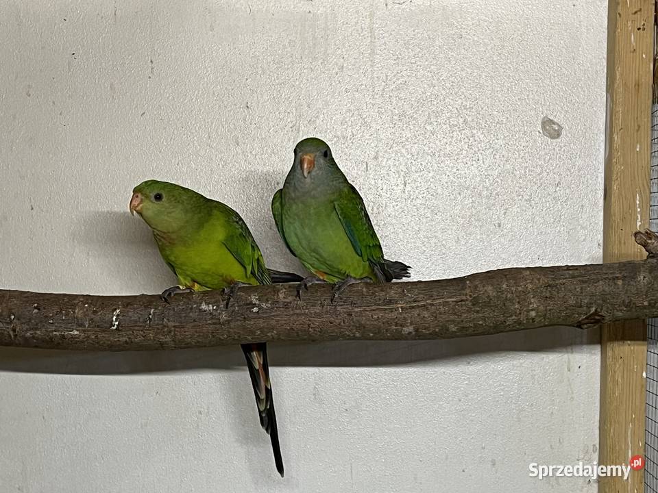 barabandy para Przeworsk sprzedam