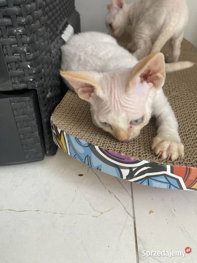 Kocurek Devon rex Alfred Szczecin