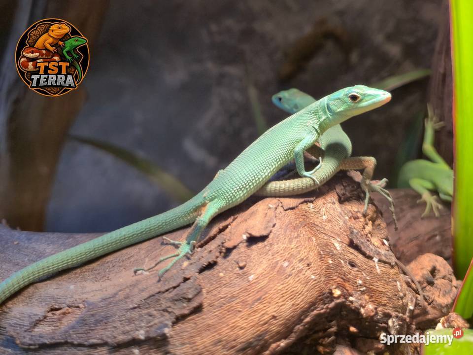 Takydromus dorsalisGastropholis prasina