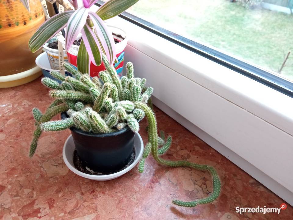 Piękny duży fiołek obficie kwitnący czy patyczak Kwitnące